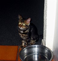 Mowgli, 10 September 2004